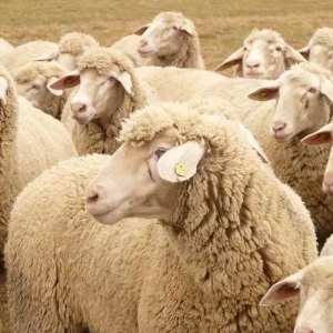 国内外羊品种大全汇总，看咱养羊人都了解那些