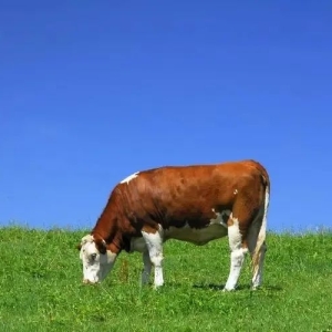 未来3年，养牛行情的前景如何？该不该入手！