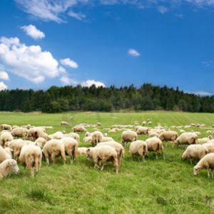羊价迎来一波“连跪”，有养殖户声称保本都难，未来该何去何从？