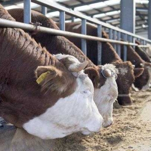 肉牛饲料配方不要轻易大改常变