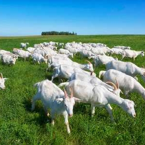 羊有机磷中毒的治疗方法及注意事项