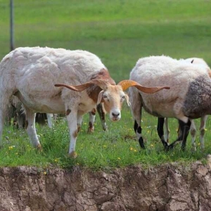 羊异食癖发病因素及防治方法