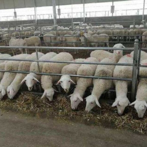 提高养羊效益的六大技术