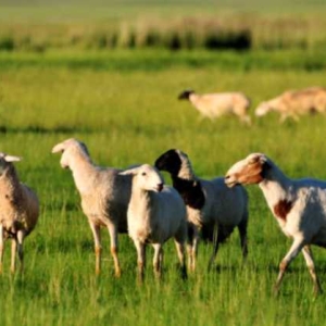 羊跛行的原因及防治方法