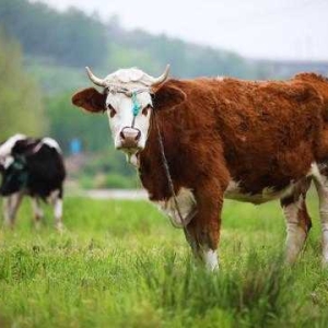 牛脐疝引起的原因及治疗方法