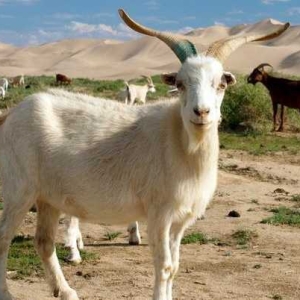 山羊疥螨病的症状及防治方法