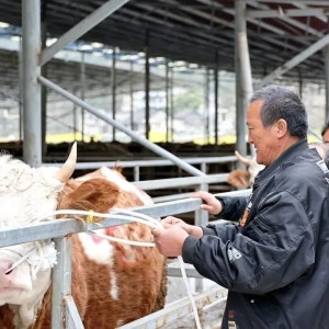 贵州安顺“28安心养”助推牛产业更“牛”