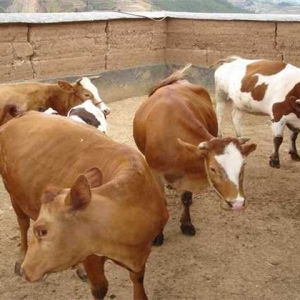 牛异物性肺炎的病因及治疗方法