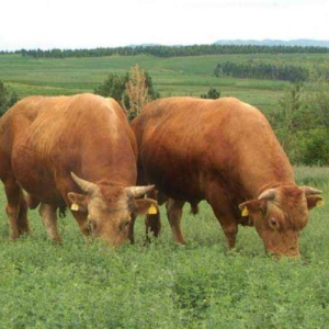 肉牛常见中毒性疾病的症状及治疗方法