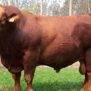 牛常见的几种疾病种类及其预防控制技术