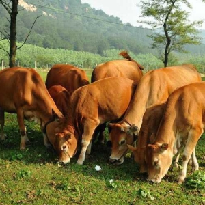 夏季肉牛腹泻的常见病因及治疗措施