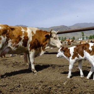 母牛提前产犊的技术要点及注意事项