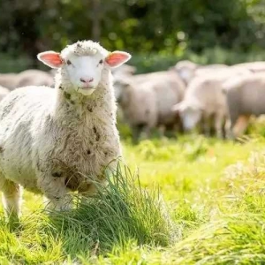 羊饲料干湿两种喂法的优缺点