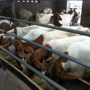 肉羊育肥提高出栏率和养殖效益的技术指导意见