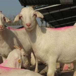 提高圈养母羊产羔率的五个技术要点