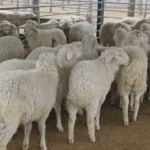 内蒙古短尾羊新品种高效繁育技术