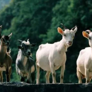 肉羊节本增效养殖技术指南