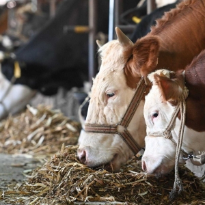 牛价持续下跌至历史低位，2024年“抄底”养牛，是否可行？