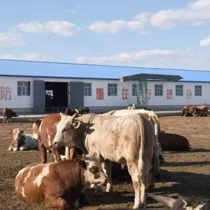 养牛场的场区设计规划