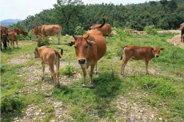 养牛以青草为主的季节不宜添喂尿素