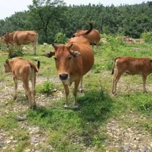 养牛以青草为主的季节不宜添喂尿素