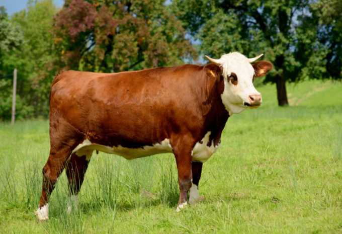 母牛围产期管护措施